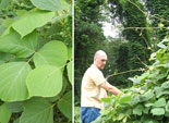 day 17 || diptych || kudzu